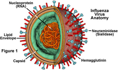 influenza spagnola